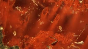 Tubes d'hématite provenant des gisements hydrothermaux découverts au nord-ouest du Québec.