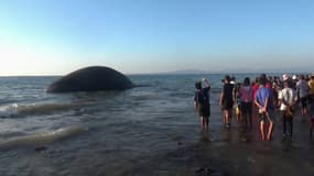 Une baleine de 23 mètres de long s'échoue près d'une plage indonésienne