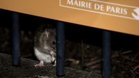 Les rats sèment régulièrement la discorde dans le débat politique parisien.