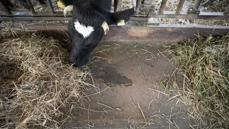 En raison de températures dépassant les 35 degrés, les vaches sont particulièrement stressées