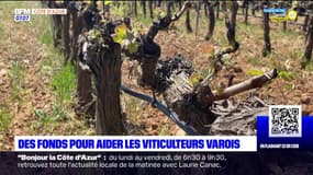 Var: un fonds d'urgence lancé par l'État pour aider les viticulteurs 