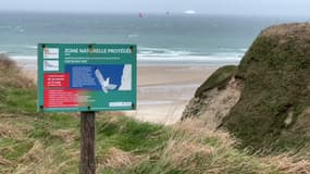 Depuis 2021, un arrêté interdit certaines activités aux abords des falaises du cap Blanc-Nez entre janvier et août, période durant laquelle nichent les oiseaux.