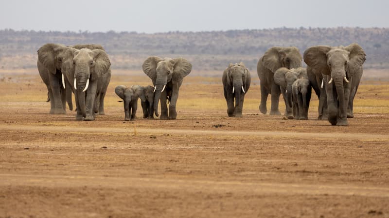 La mort de 15 éléphants au Kenya attribué à l'absorption du cyanure contenu dans des pesticides