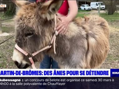 Alpes-de-Haute-Provence: une méditation animale avec des ânes à Saint-Martin-de-Brômes