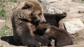 Une ourse et ses oursons au zoo des Angles, dans le sud-ouest de la France, le 18 juin 2015. (Photo d'illustration) - Raymond Roig - AFP