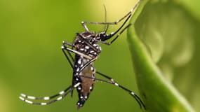 Le moustique Aedes aegypti est la principale cause de la propagation de la dengue, qui touche un million de Brésiliens par an.