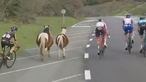 Des poneys s'invitent sur la deuxième étape de la Vuelta