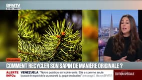 Comment recycler son sapin de manière originale?