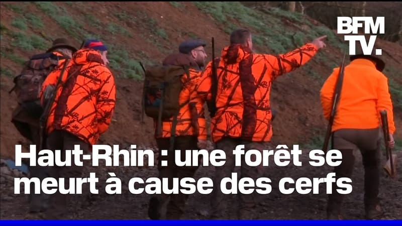 Haut-Rhin: des écologistes et les agriculteurs demandent aux chasseurs d'exécuter 2.000 cerfs pour préserver une forêt de sapins