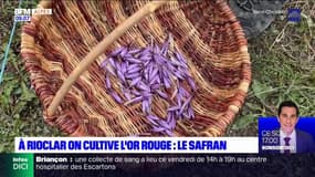 À Rioclar, la récolte de l'or rouge: le safran