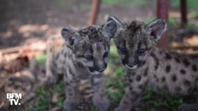 Deux bébés pumas, appelés Pandémie et Quarantaine, ont été présentés dans un zoo mexicain