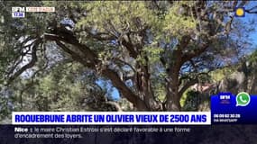 Alpes-Maritimes: Roquebrune-Cap-Martin abrite un olivier vieux de 2.500 ans