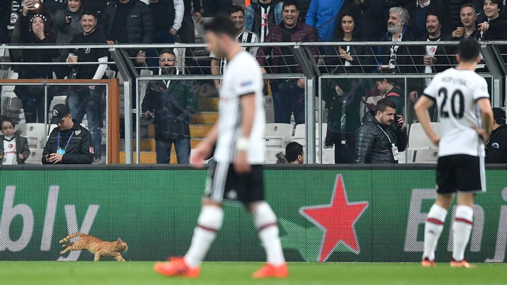 Un chat sur la pelouse du Besiktas
