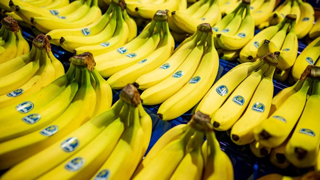 APRÈS LES AVOIR LICENCIÉS EN RAISON D'UNE GRÈVE, LE GÉANT DE LA BANANE CHIQUITA VA RÉEMBAUCHER DES MILLIERS DE TRAVAILLEURS AU PANAMA