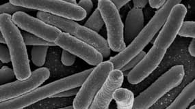 La bactérie E.coli vue au microscope (illustration). 