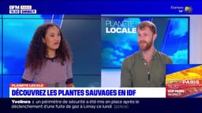 Planète Locale du lundi 10 avril - Découvrez les plantes sauvages en IDF