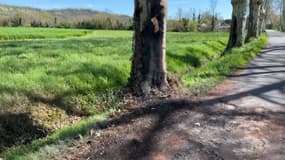 Une femme est morte après avoir percuté un platane au volant de sa voiture électrique qui a pris feu après l'impact.
