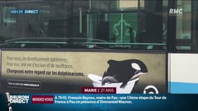 Campagne contre les delphinariums sur les bus niçois: "C'est regrettable d'essayer de détruire une activité qui œuvre pour protéger les espèces menacées"