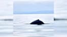 Une baleine à bosse a été observée le longs des côtes normandes ce lundi 11 mars.