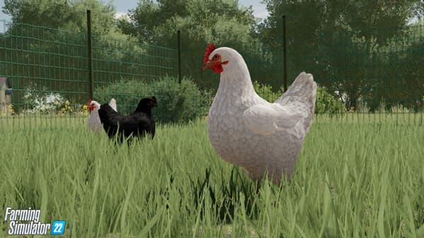 Des poules dans Farming Simulator 22. Des poules dans Farming Simulator 22.