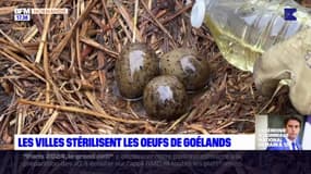 Normandie: certaines villes décident de stériliser les œufs de goélands