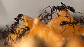 Une espèce de fourmis s'est révélée capable d'utiliser du sable en construisant des passerelles pour exploiter une source d'eau sucrée sans s'y noyer. (Photo d'illustration)