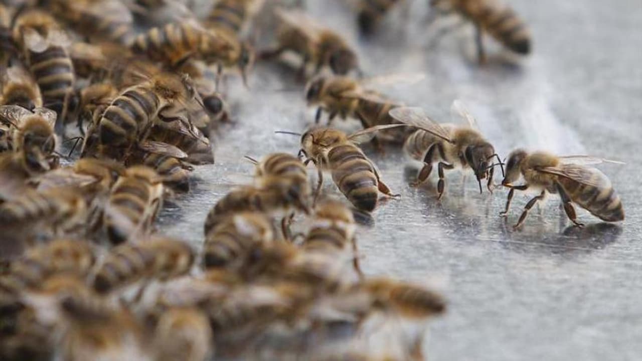 Que faire en cas de piqûre d'abeille?