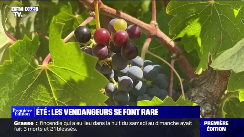 À l'approche de la saison des vendanges, les exploitants viticoles peinent à trouver suffisamment de main-d'oeuvre