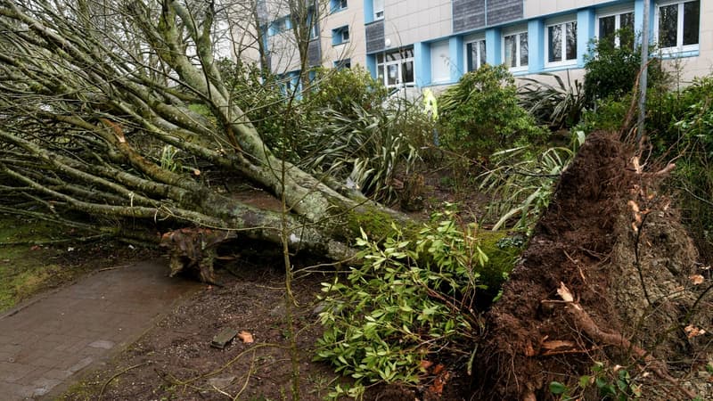 Un arbre déraciné à Carhaix (Finistère)