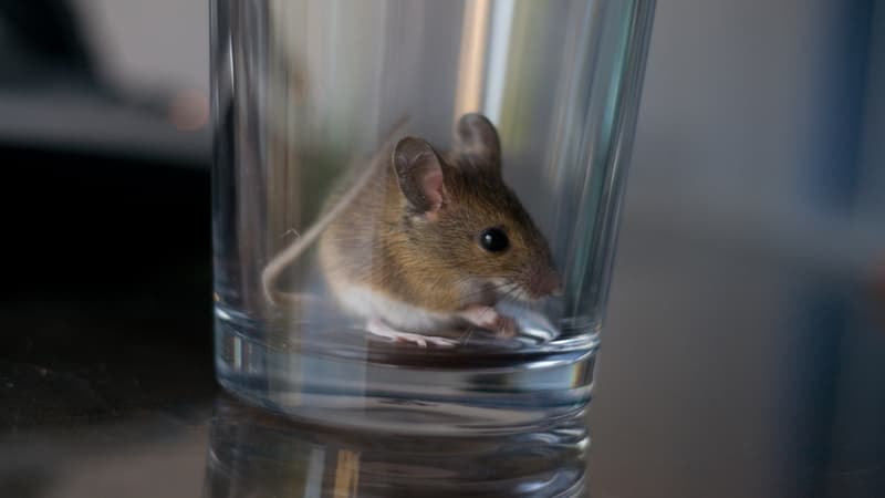 La souris a été retrouvée dans le calendrier de l'Avent d'une petite fille résidant dans l'Hérault. (Photo d'illustration)