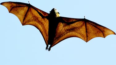 (Image d'illustration) "Pteropus poliocephalus" est une chauve-souris originaire d'Australie