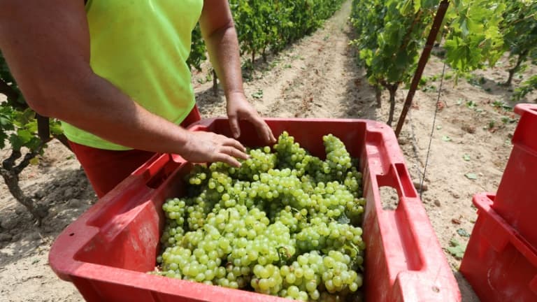 Un homme récolte du petit raisin de muscat lors de vendanges précoces au vignoble de Champ des Soeurs à Fitou le 28 juillet 2020