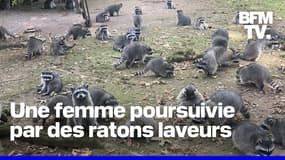 Une femme appelle la police parce qu'elle est poursuivie par un groupe de ratons laveurs
