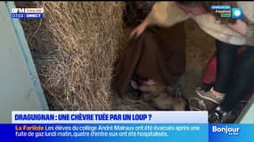 Draguignan : une chèvre tuée par un loup ? 