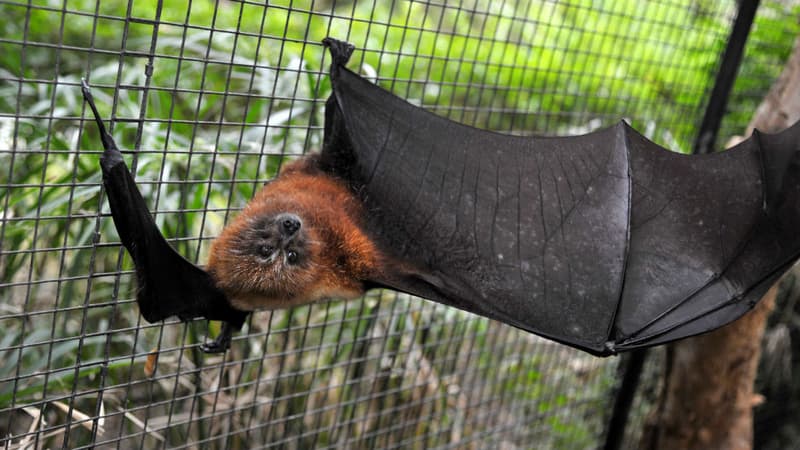 La carcasse de la chauve-souris était dans un mauvais état.