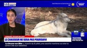 Lorgues: après avoir tiré sur un loup, le chasseur ne sera pas poursuivi
