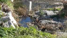 Deux marcassins repérés sur les berges du Paillon à Nice