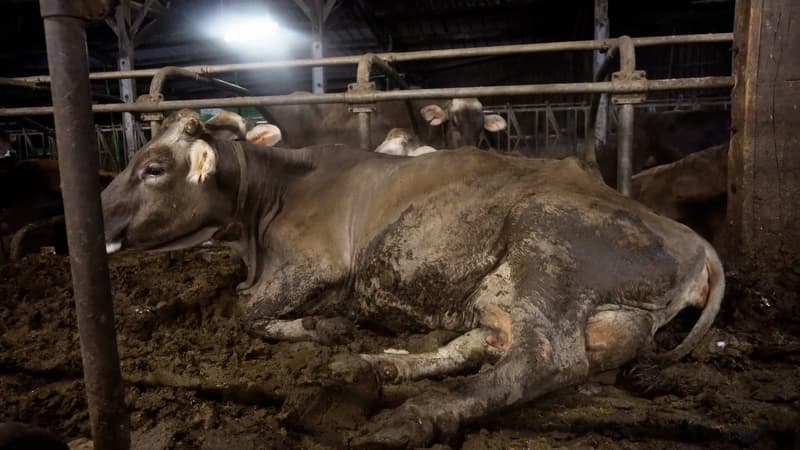 L'association de défense des animaux L214 déplore les conditions d'un élevage laitier fournissant les crêtes Whaou! dans le Finistère