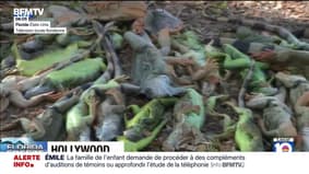 Tempête hivernale aux États-Unis: les iguanes tombent des arbres en Floride, paralysés par le froid