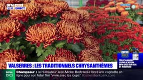 Hautes-Alpes: les traditionnels chrysanthèmes de Valserres