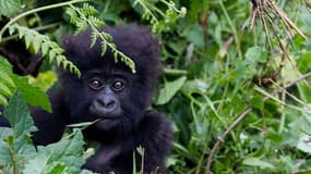 Un bébé gorille de montagne dans les montagnes de Sabyinyo au Rwanda. (illustration)