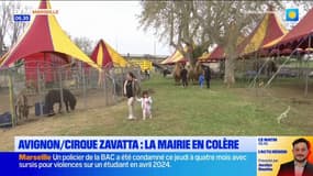 Avignon : la mairie en colère après l'arrivée du cirque Zavatta