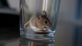 La souris a été retrouvée dans le calendrier de l'Avent d'une petite fille résidant dans l'Hérault. (Photo d'illustration)