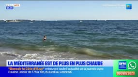 Côte d'Azur: la température de la Méditerranée ne cesse d'augmenter, un danger pour la biodiversité
