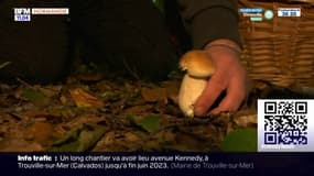 Normandie: belle saison pour les champignons