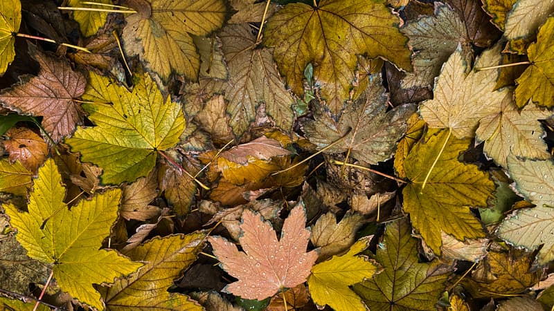 L'automne est-il déjà arrivé sur la France?