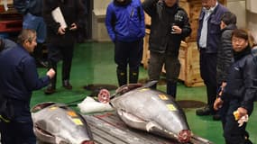 Des acheteurs à la première vente à la criée de l'année au marché de Toyosu à Tokyo. 