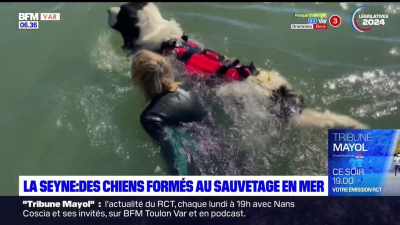 La Seyne-sur-Mer: des chiens formés au sauvetage en mer