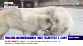 Mouans: manifestation pour récupérer deux loups éduqués au sauvetage de personnes
