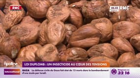 Loi Duplomb : le néonicotinoïde, insecticide au cœur des tensions